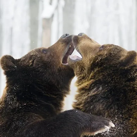 דירה Szalamandra