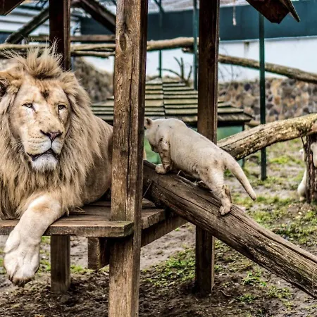 Szalamandra Nyíregyháza