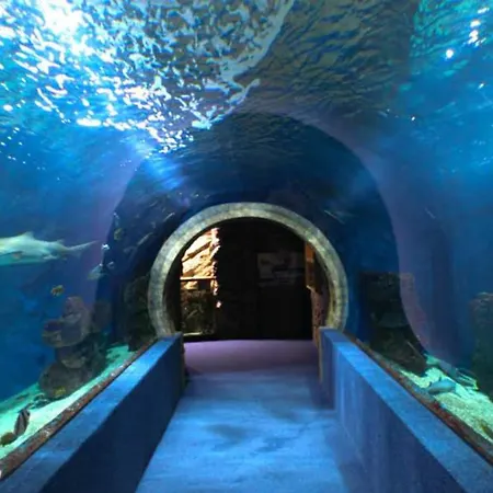 Szalamandra דירה *